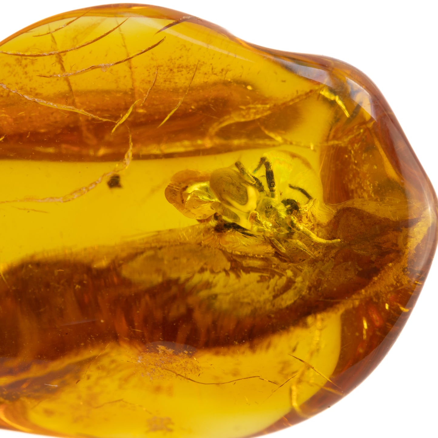 Baltic Amber with Spider Inclusion