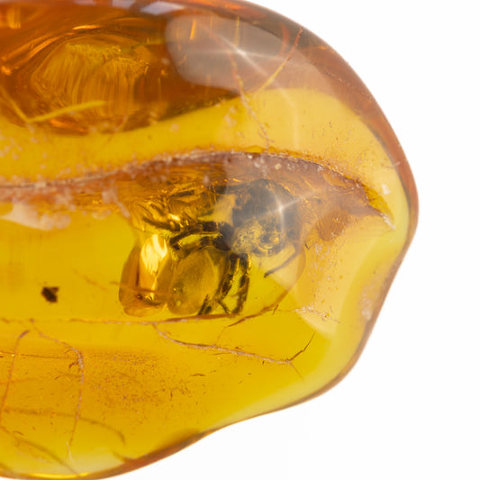 Amber with a preserved spider inside on a white background