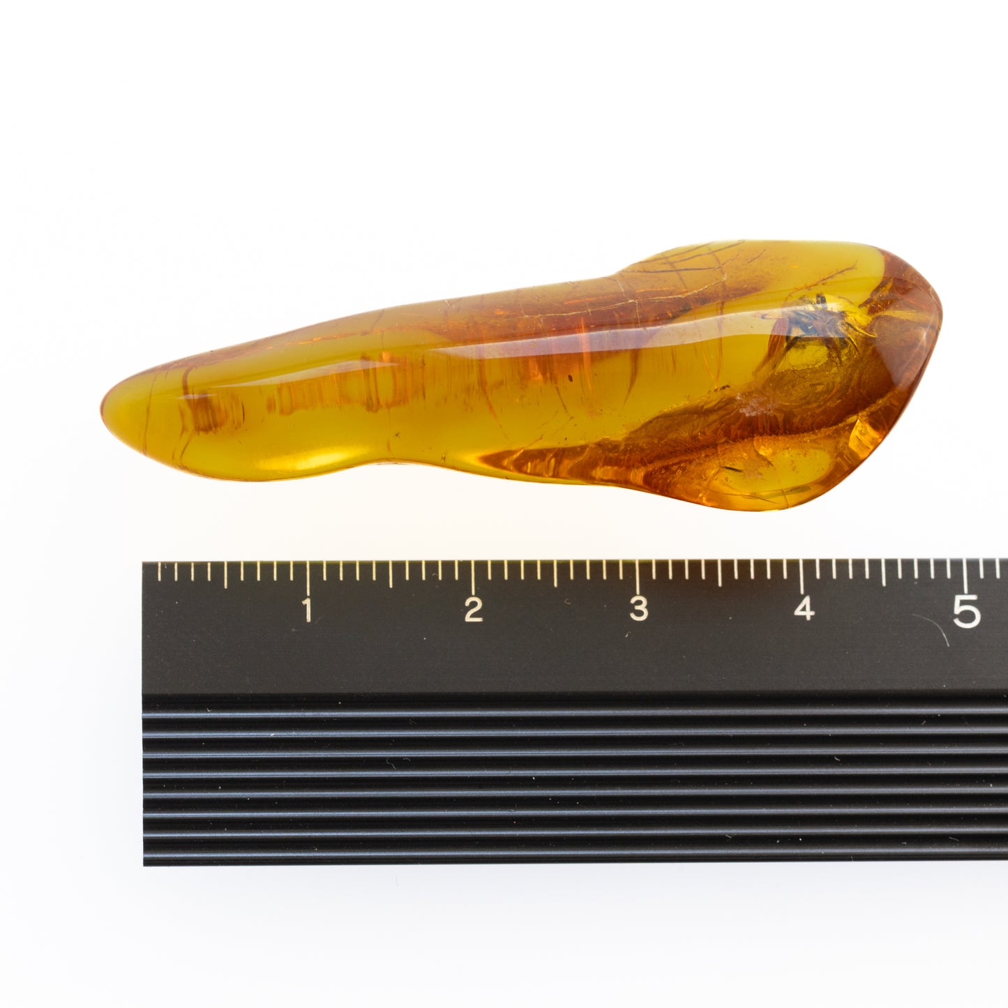 Baltic Amber with Spider Inclusion