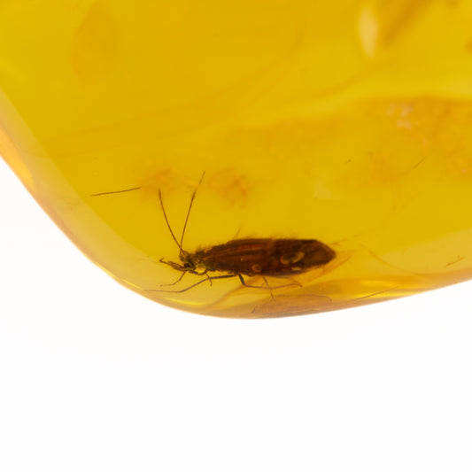 Insect (Caddisfly) encased in amber on a white background