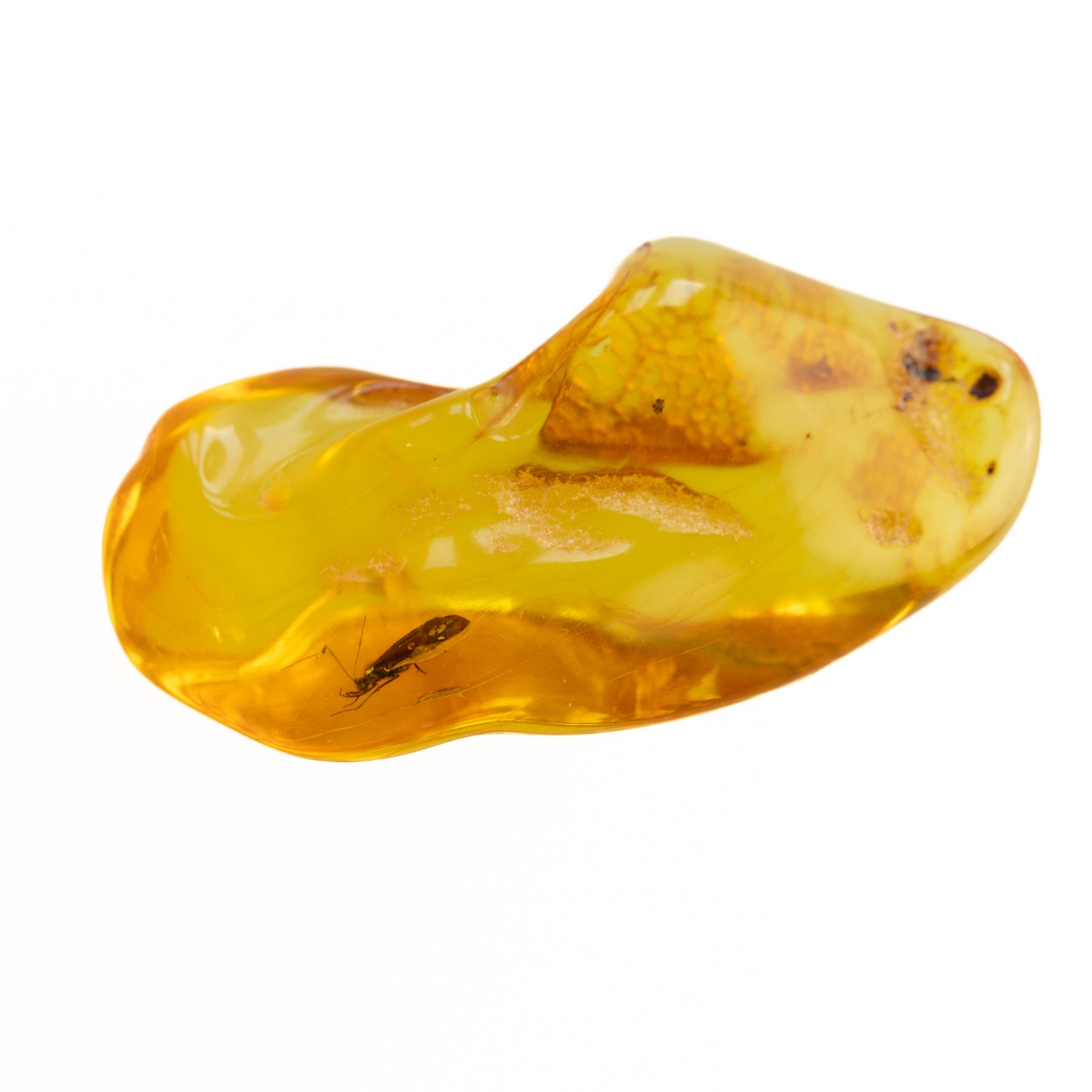Large Baltic Amber Piece with Caddisfly Inclusion
