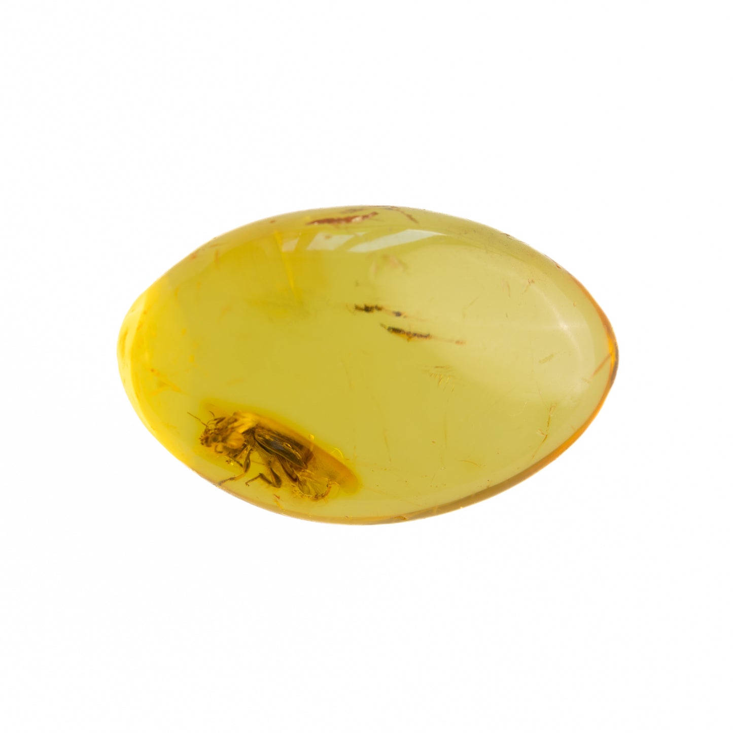 Baltic Amber with Winged Insect Inclusion