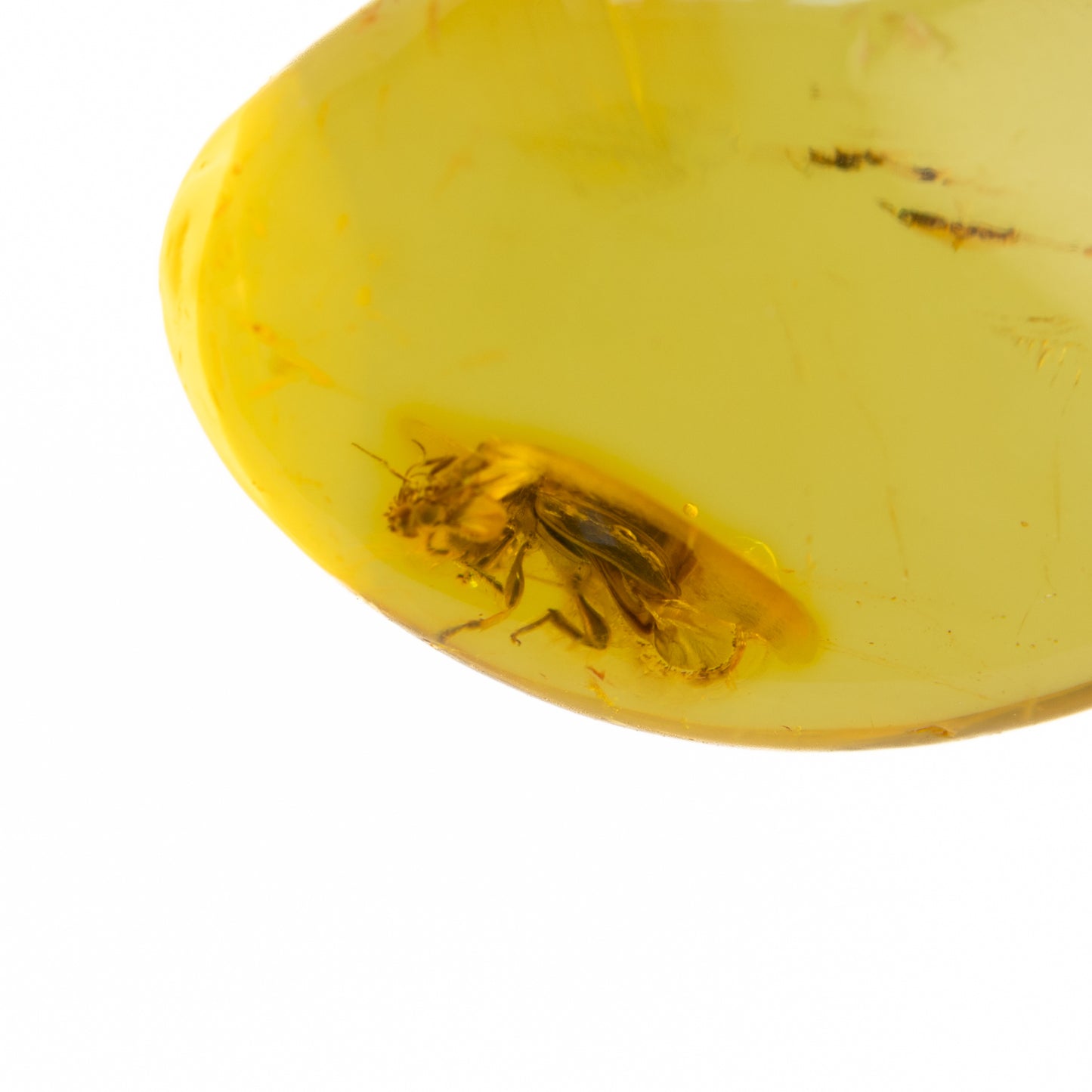 Amber with a preserved insect inside on a white background