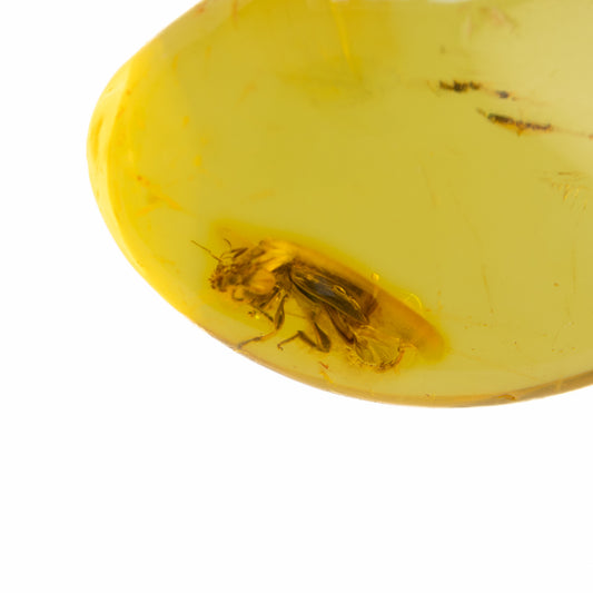 Amber with a preserved insect inside on a white background