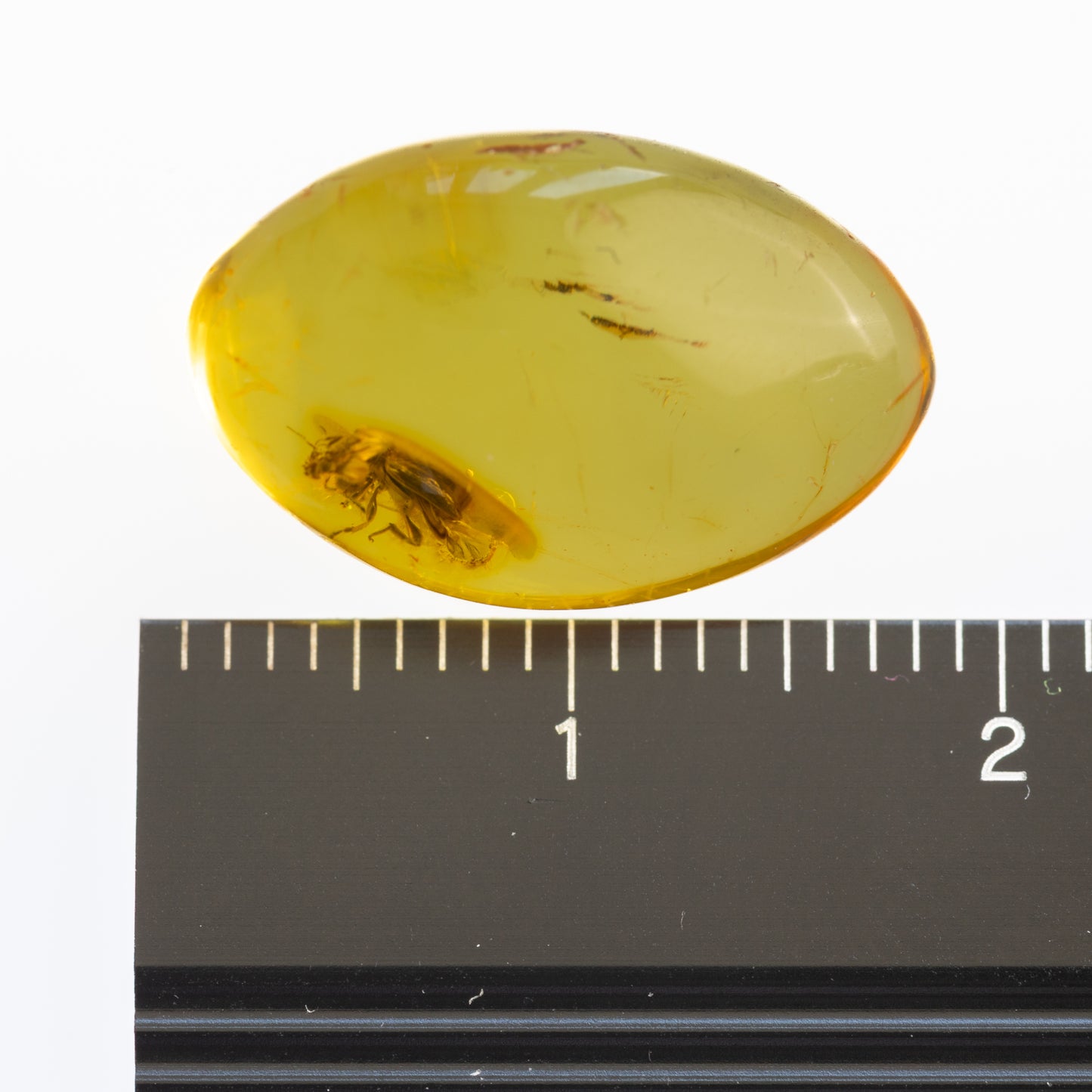 Baltic Amber with Winged Insect Inclusion