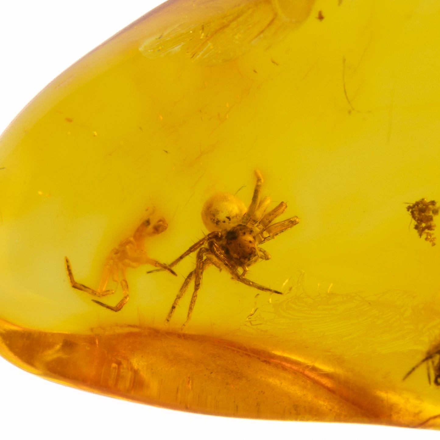 Baltic Amber with Multiple Spider Inclusions
