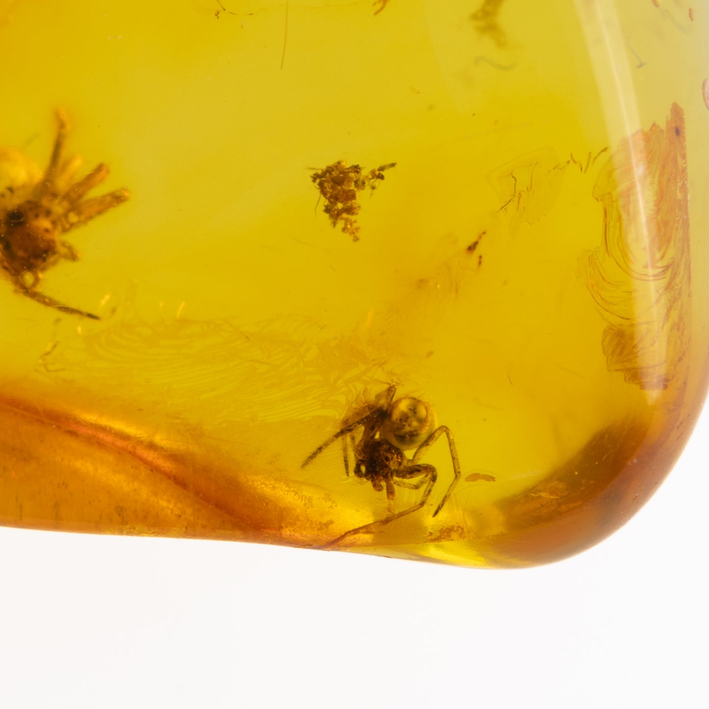 Baltic Amber with Multiple Spider Inclusions