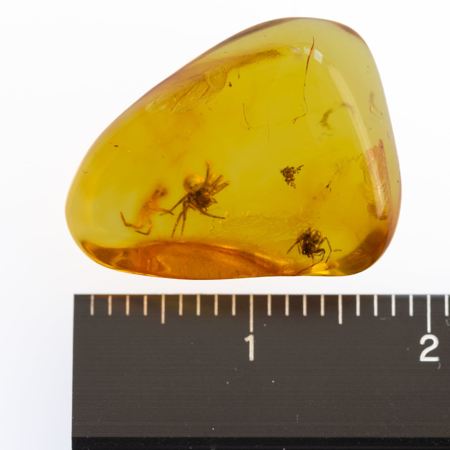 Baltic Amber with Multiple Spider Inclusions