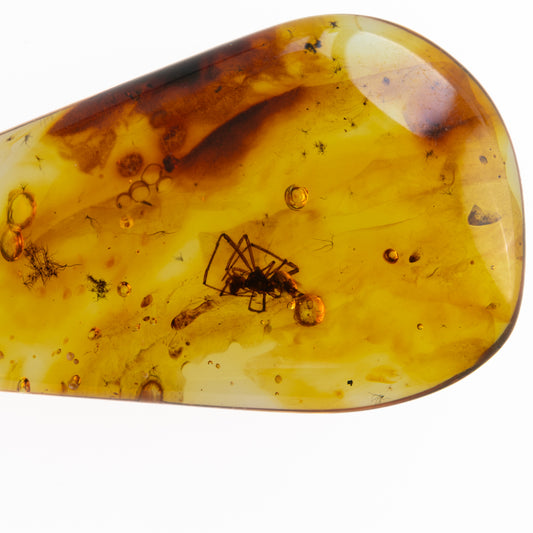 Amber piece with spider inclusion on a white background