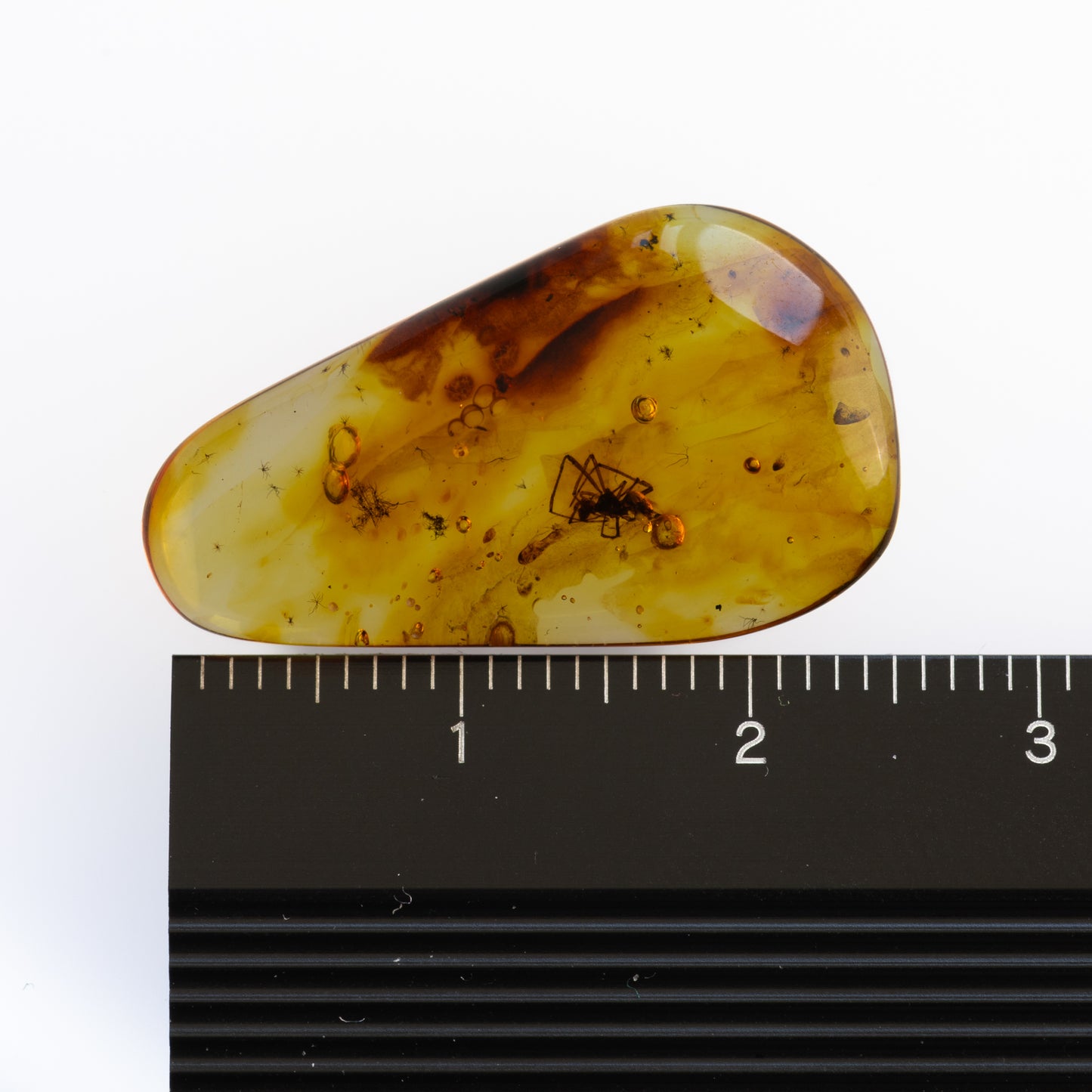 Baltic Amber with Spider Inclusion