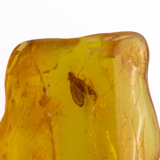 Baltic Amber with Winged Insect Inclusion