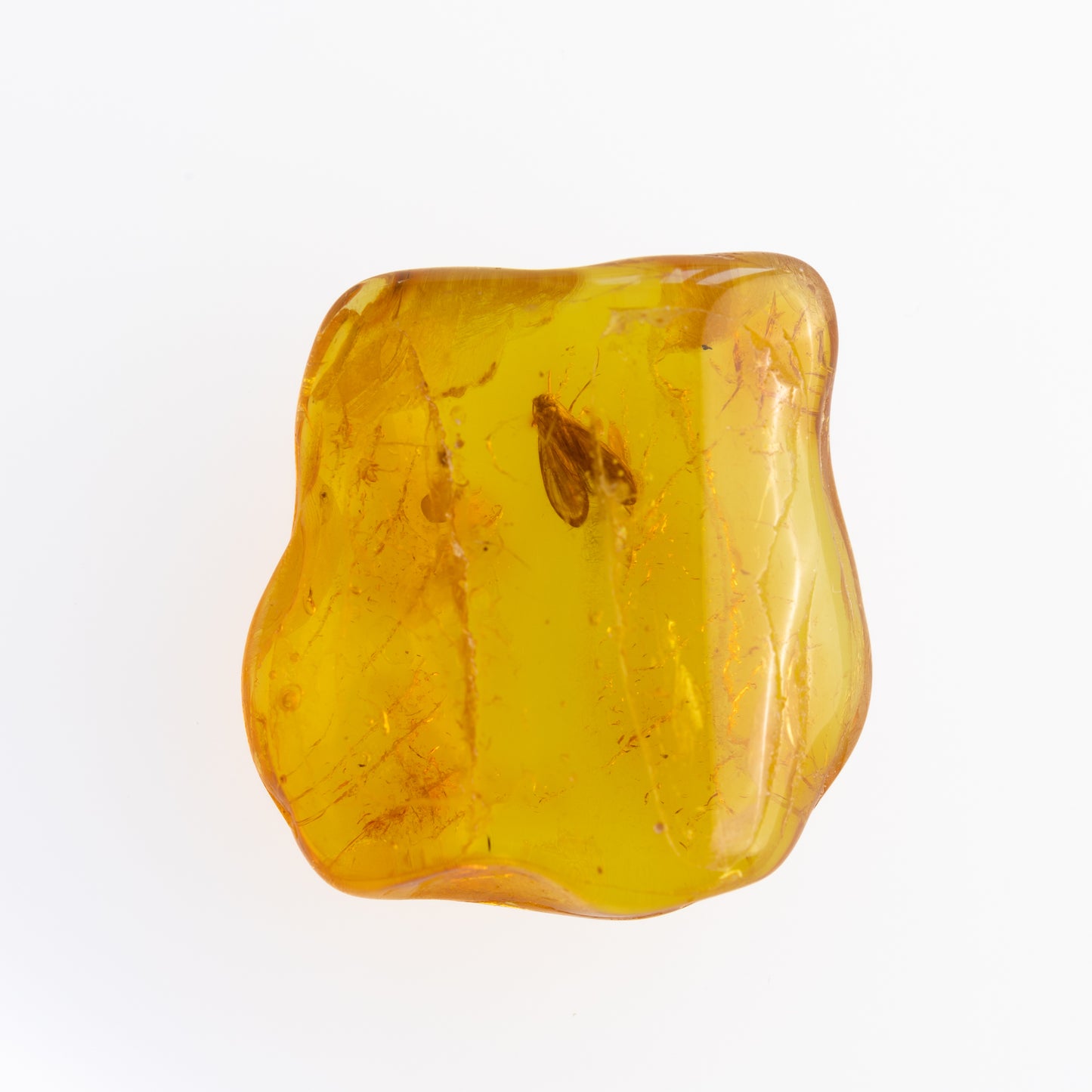 Baltic Amber with Winged Insect Inclusion
