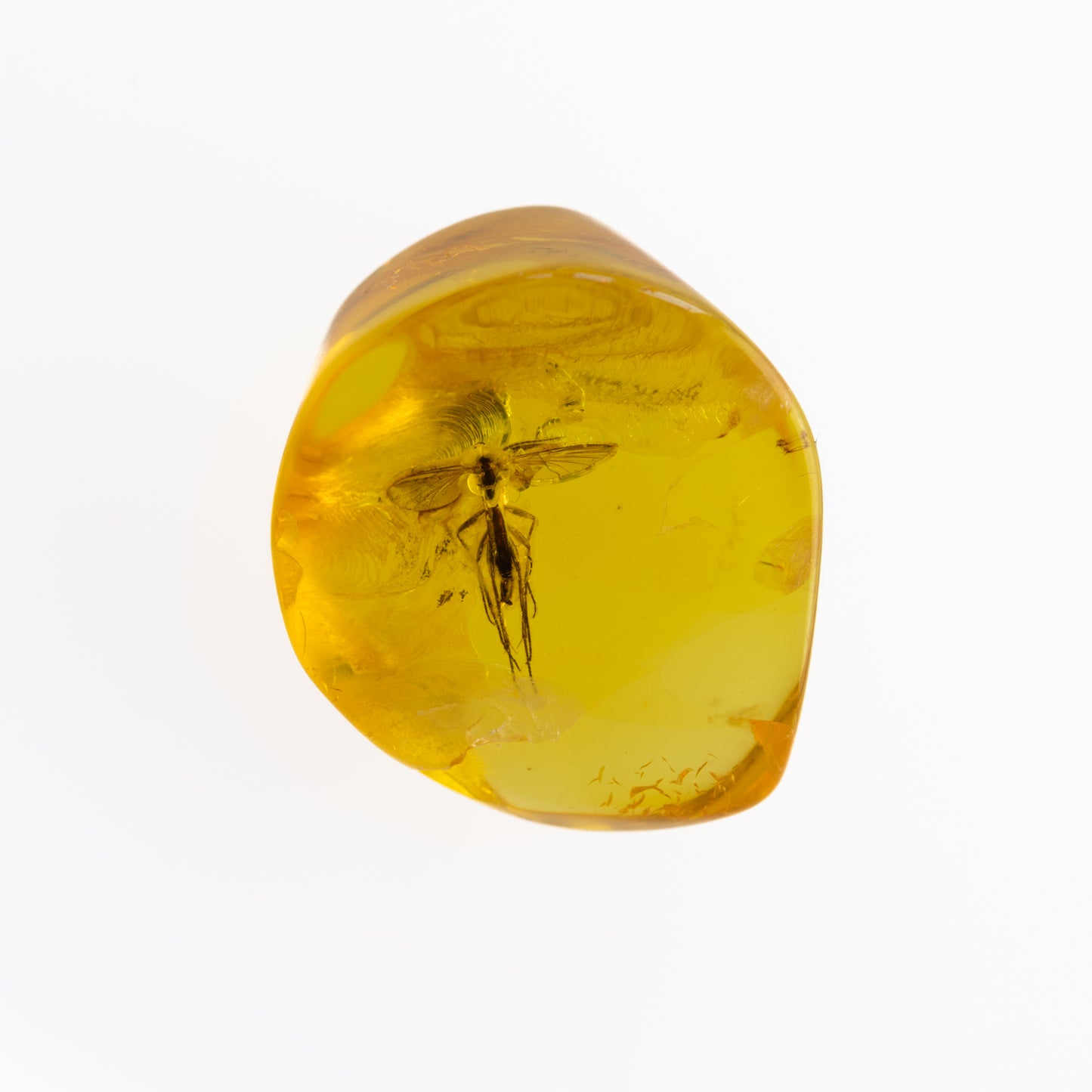 Baltic Amber with Winged Insect Inclusion