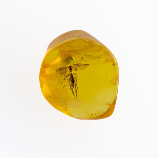 Baltic Amber with Winged Insect Inclusion