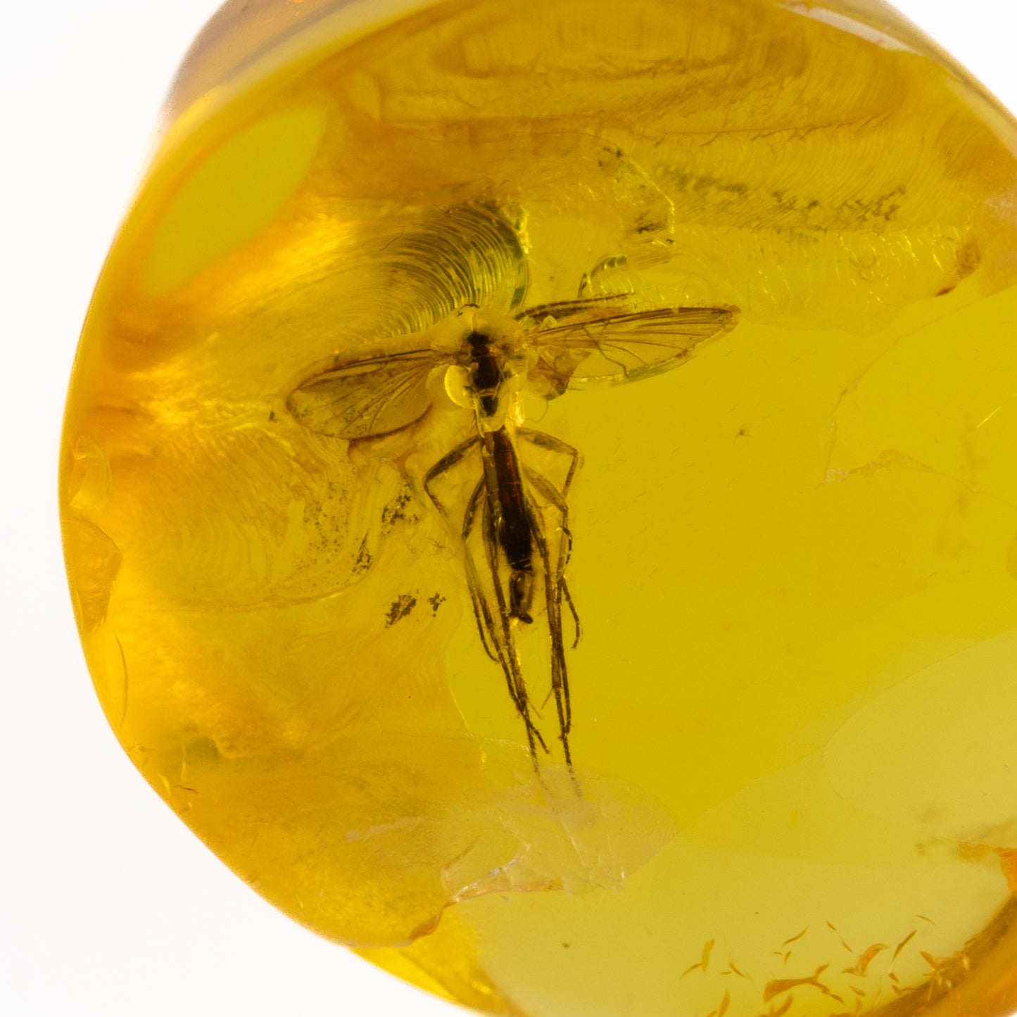 Baltic Amber with Winged Insect Inclusion