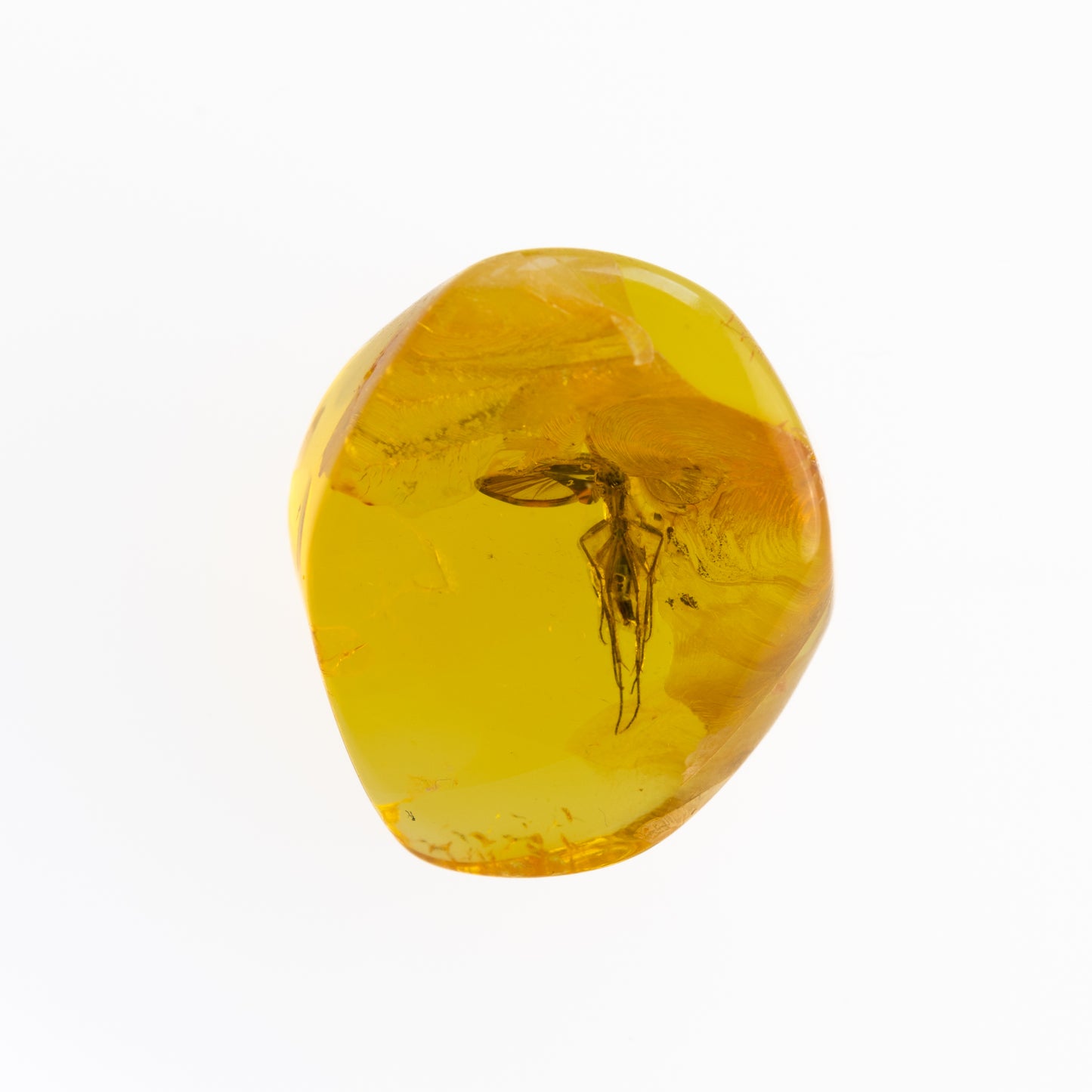 Baltic Amber with Winged Insect Inclusion