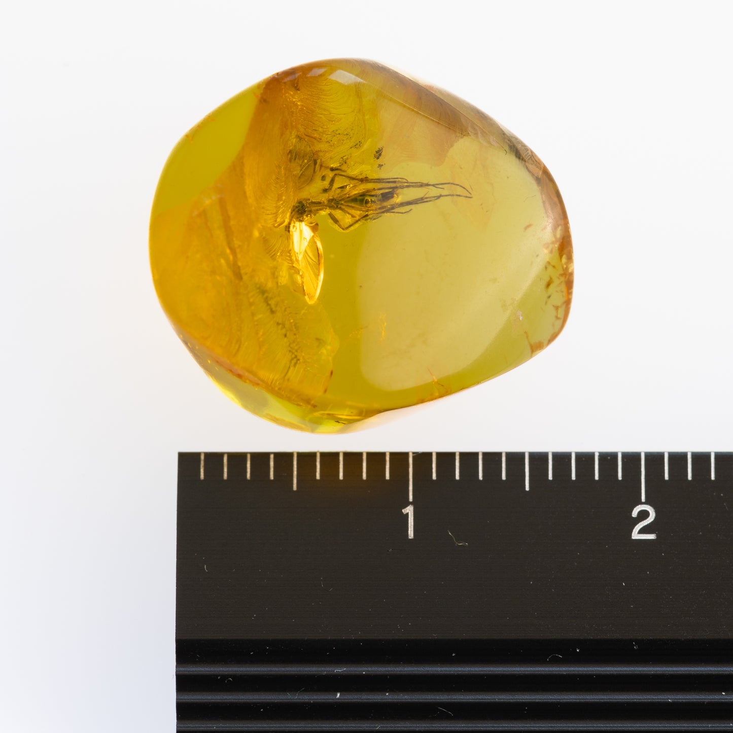 Baltic Amber with Winged Insect Inclusion