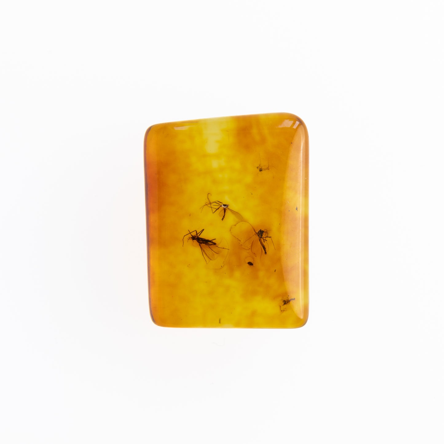 Baltic Amber with Winged Insect Inclusions