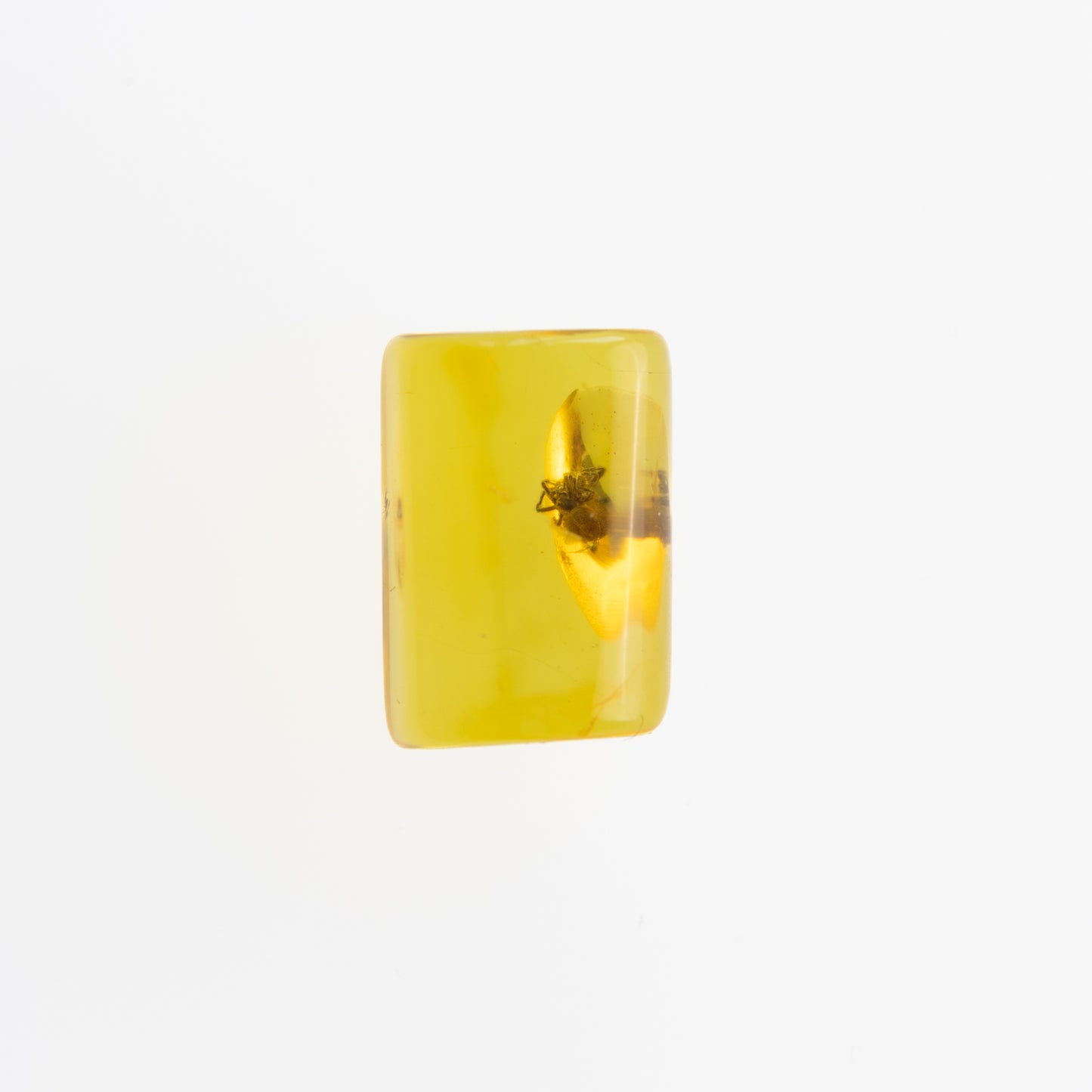 Baltic Amber with Spider Inclusion