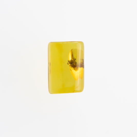 Baltic Amber with Spider Inclusion