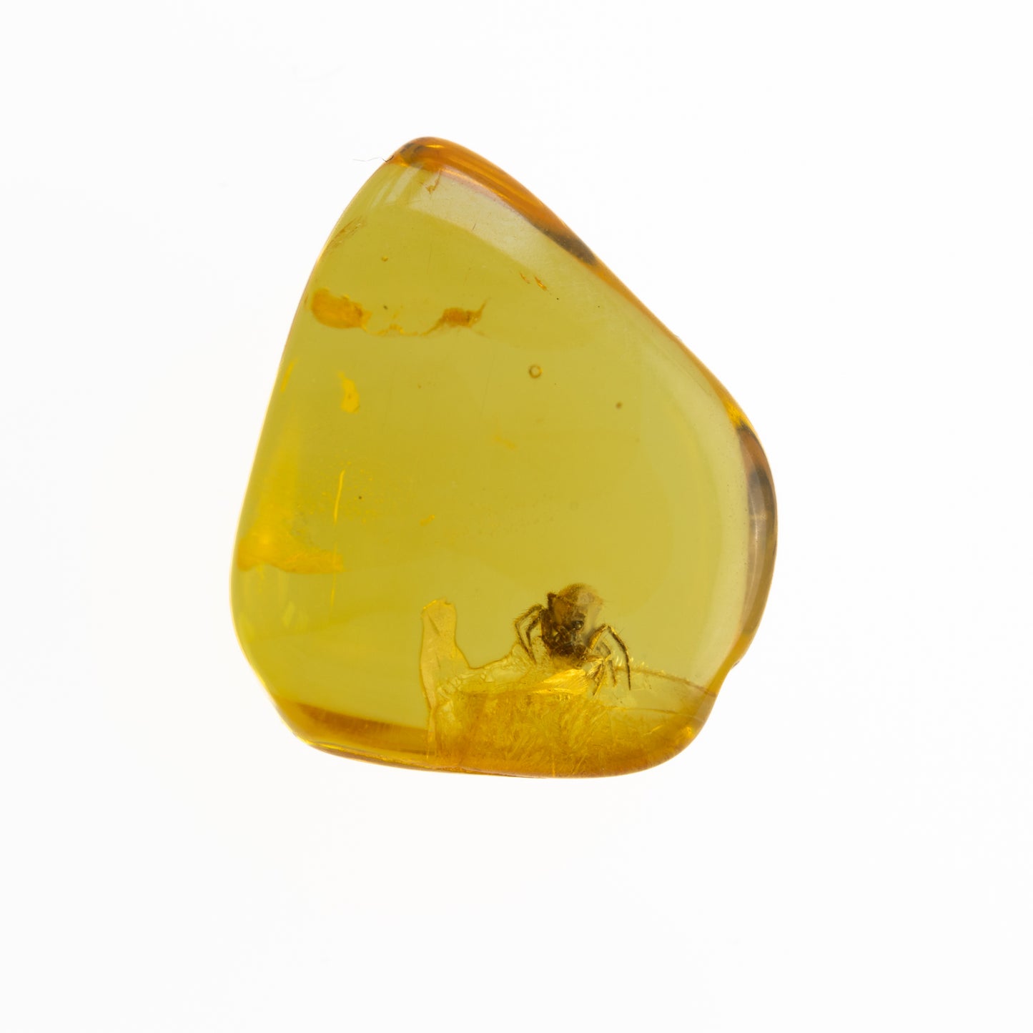 Baltic Amber with Spider Inclusion