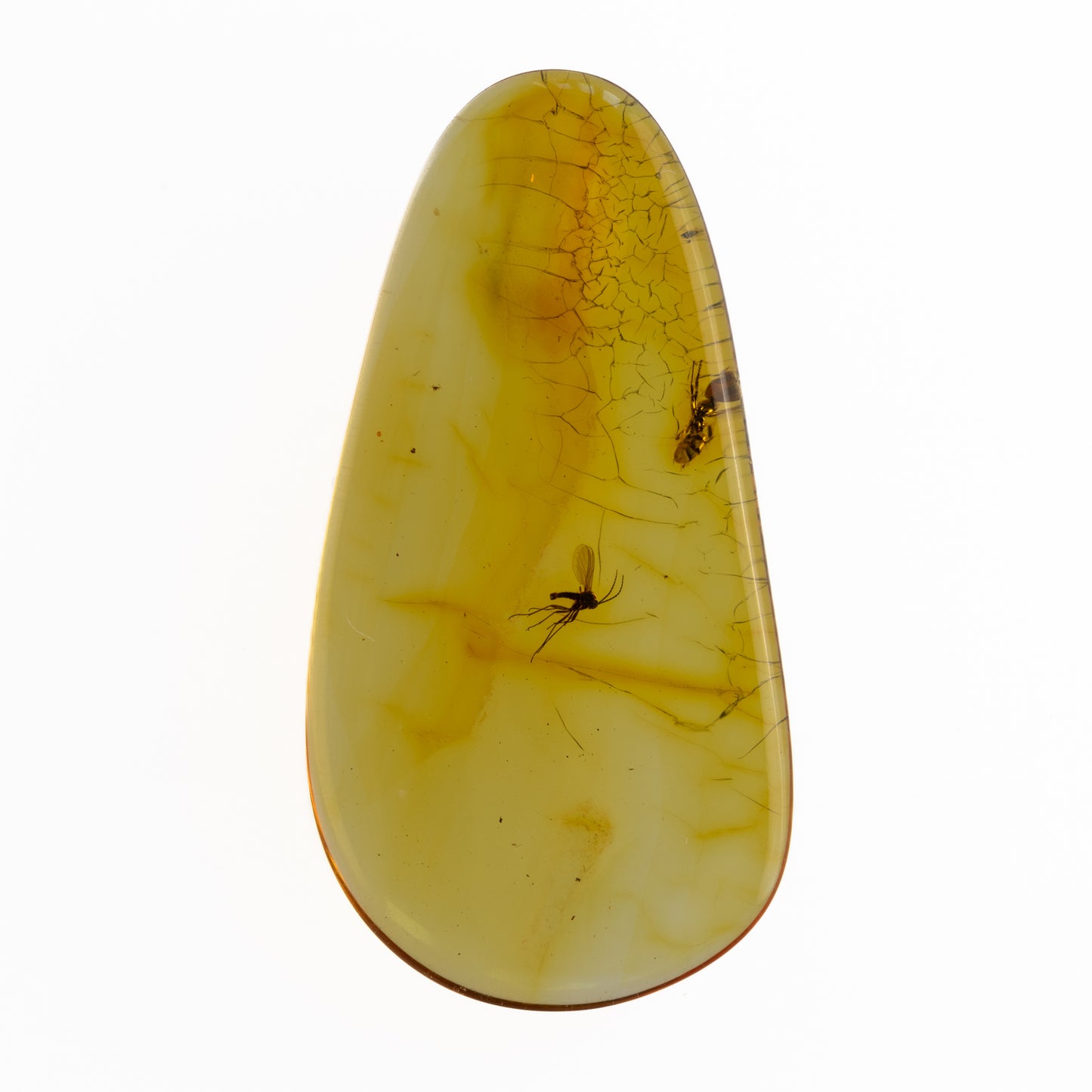 Baltic Amber with Winged Insect Inclusion