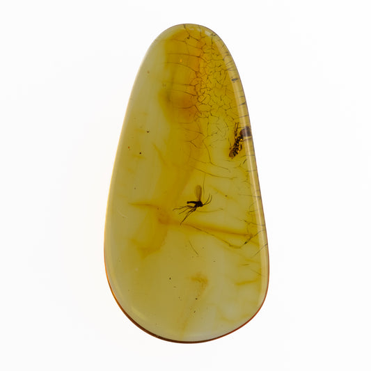 Baltic Amber with Winged Insect Inclusion
