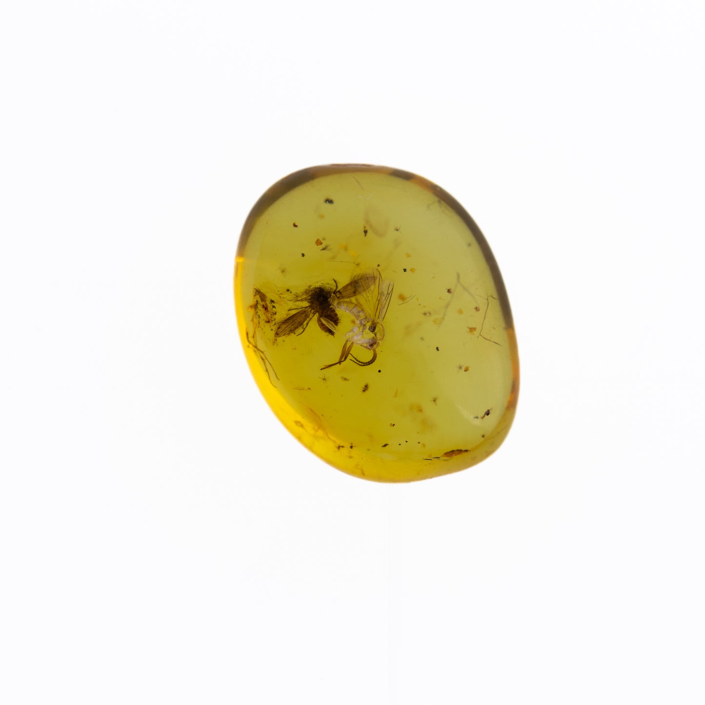 Baltic Amber with Winged Insect Inclusion
