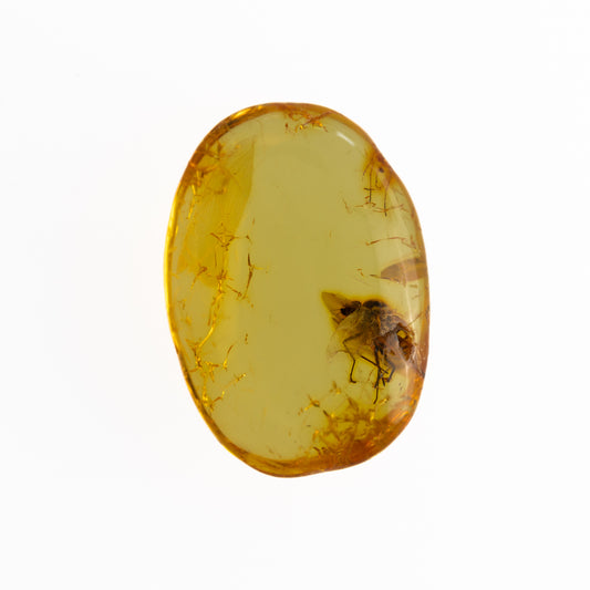 Baltic Amber with Winged Insect Inclusion