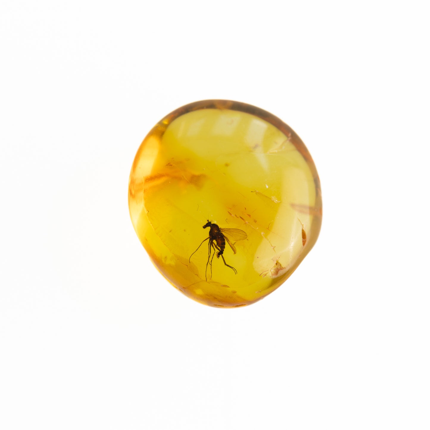 Baltic Amber with Winged Insect Inclusion