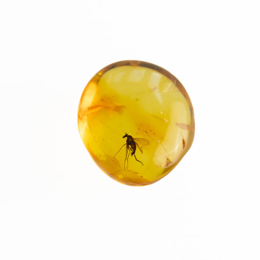 Baltic Amber with Winged Insect Inclusion