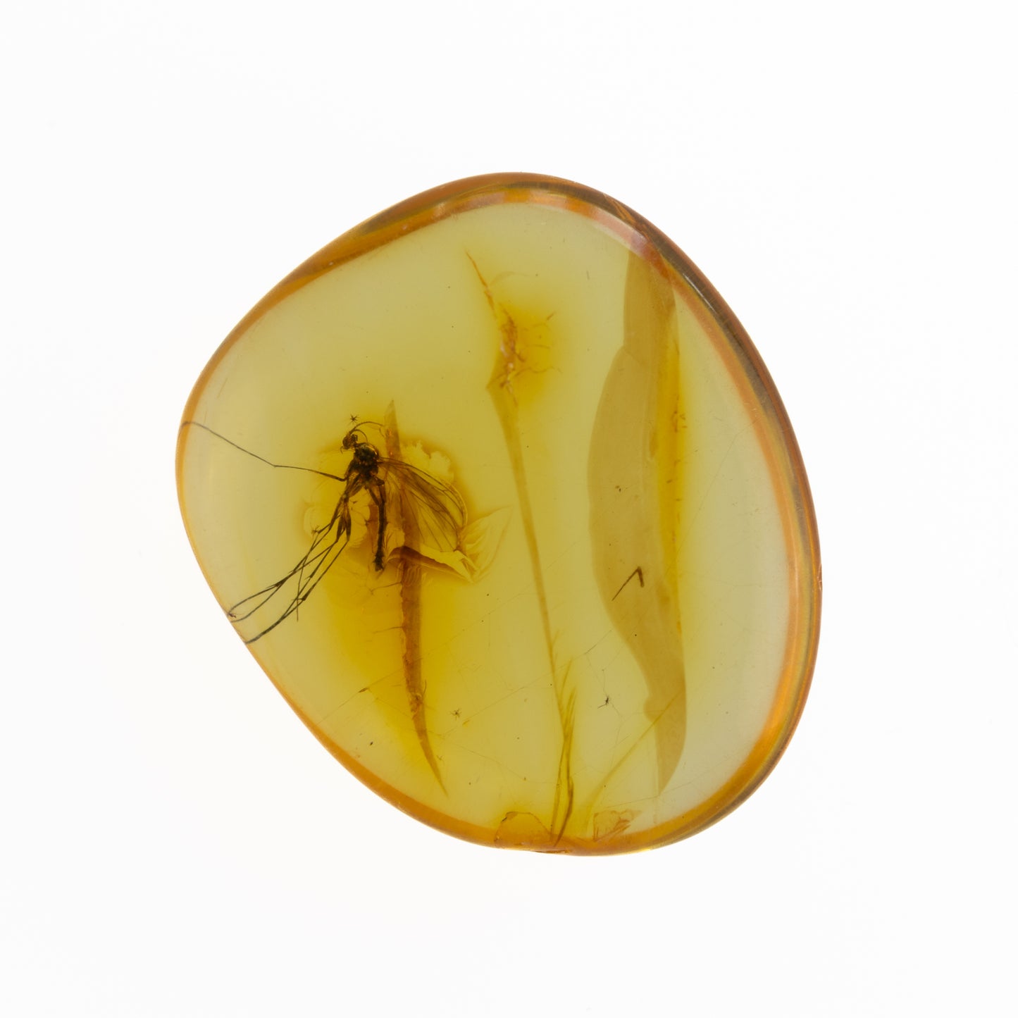 Baltic Amber with Winged Insect Inclusion