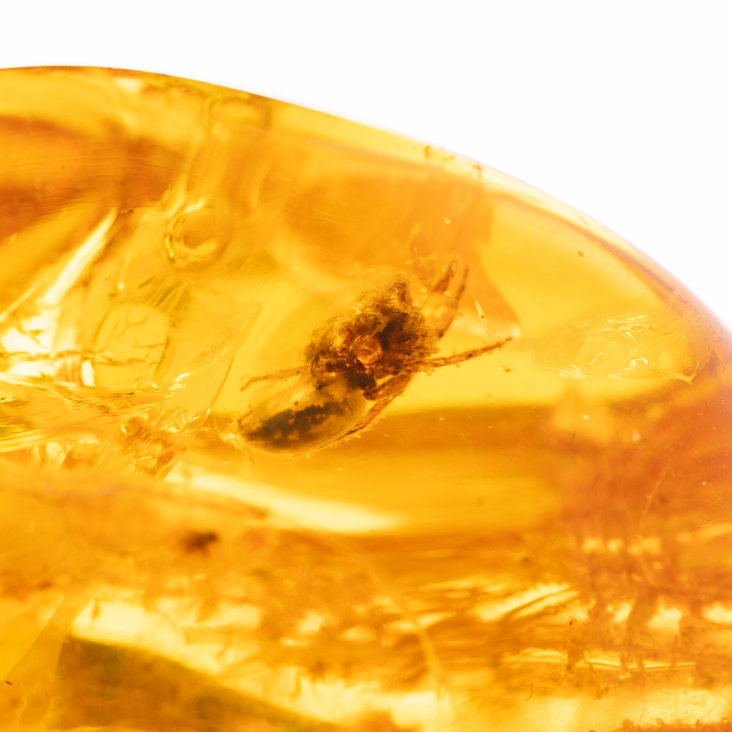 Large Baltic Amber Specimen with Spider Inclusion