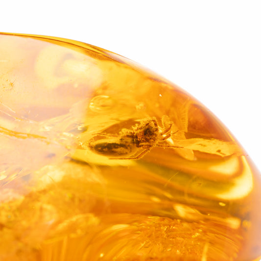 Large Baltic Amber Specimen with Spider Inclusion