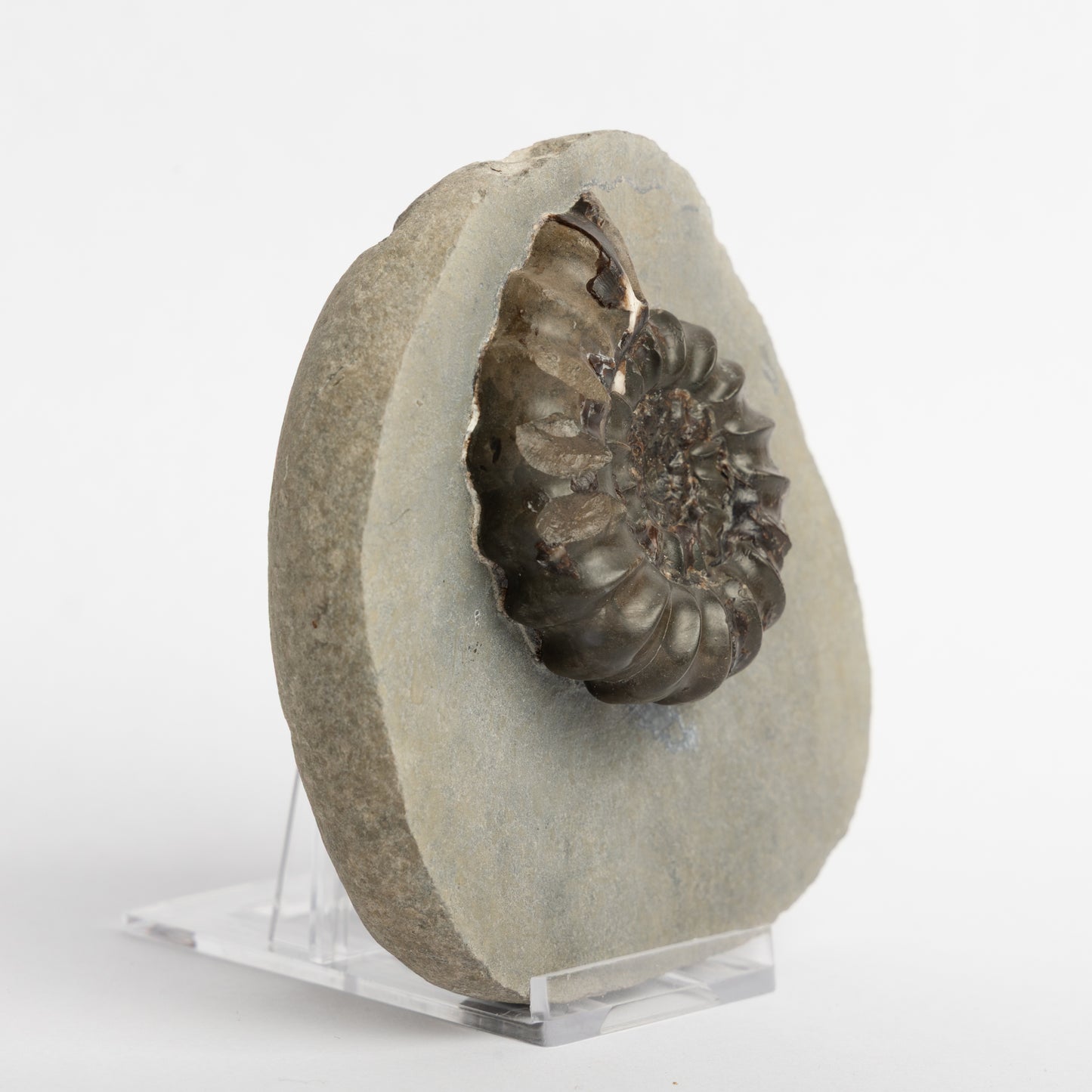 Androgynoceras sp. ammonite