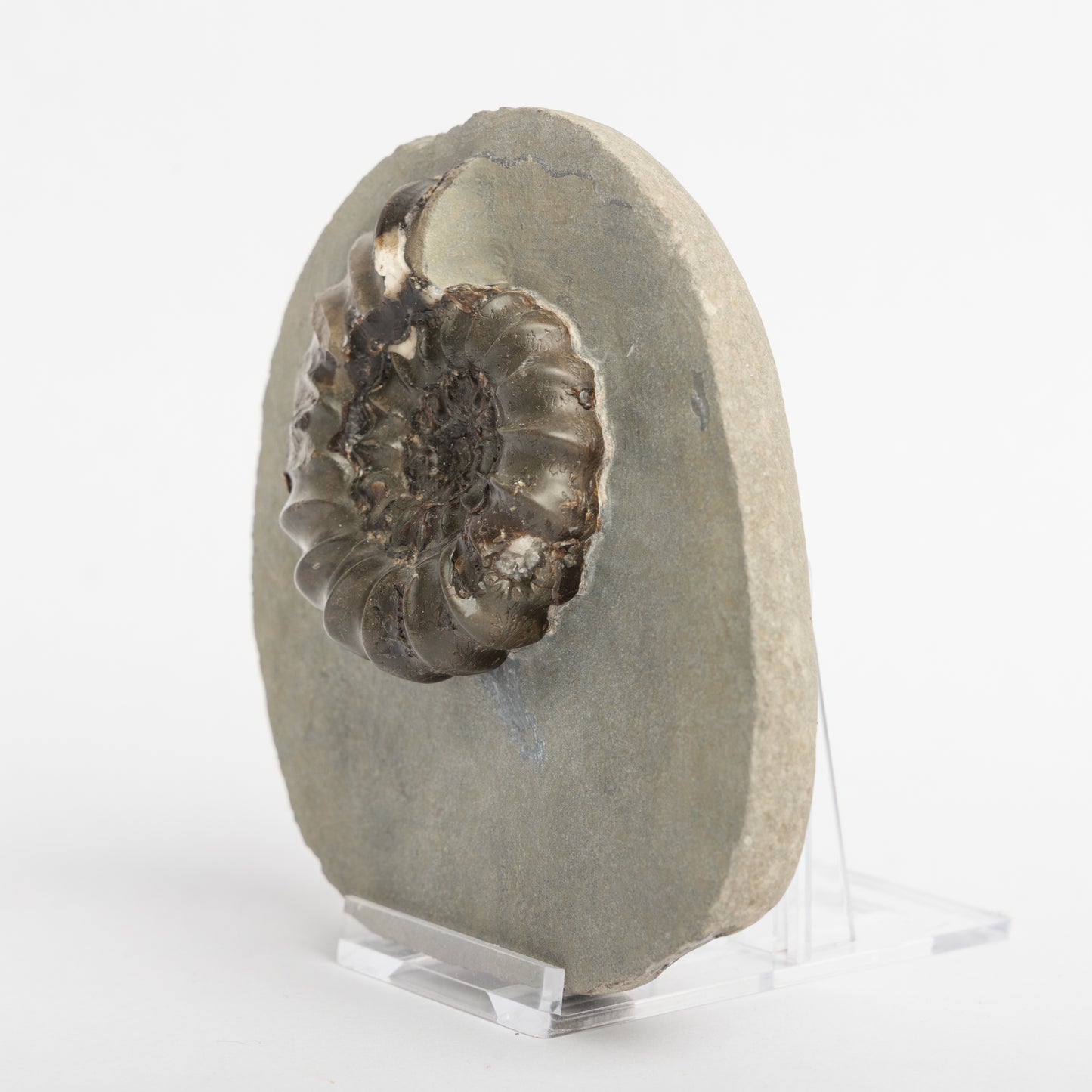 Androgynoceras sp. ammonite