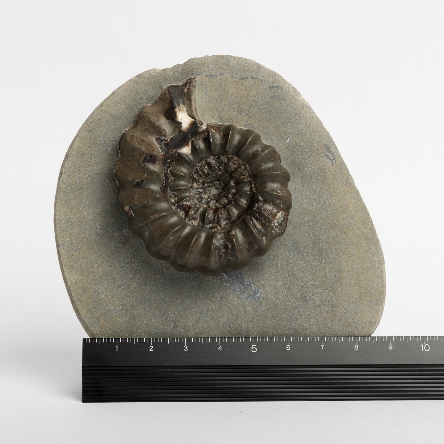 Androgynoceras sp. ammonite