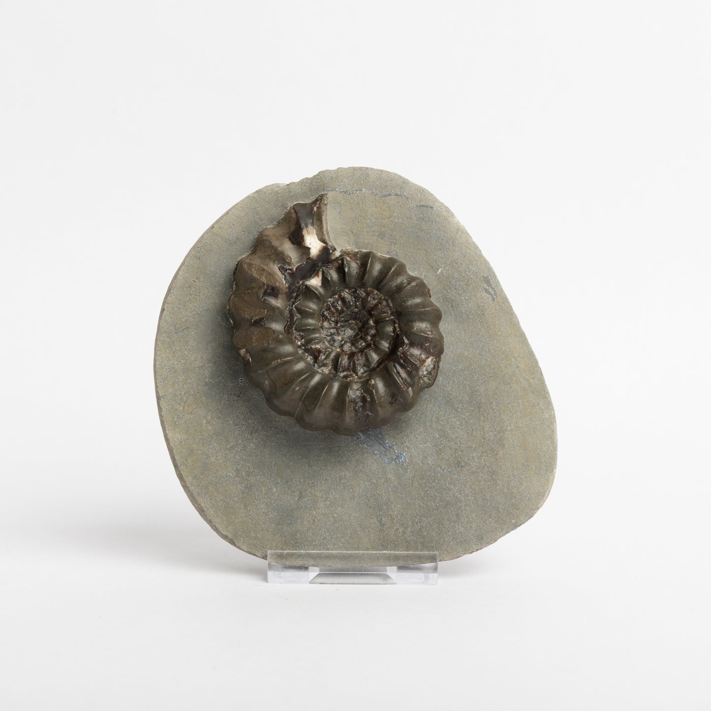 Androgynoceras sp. ammonite