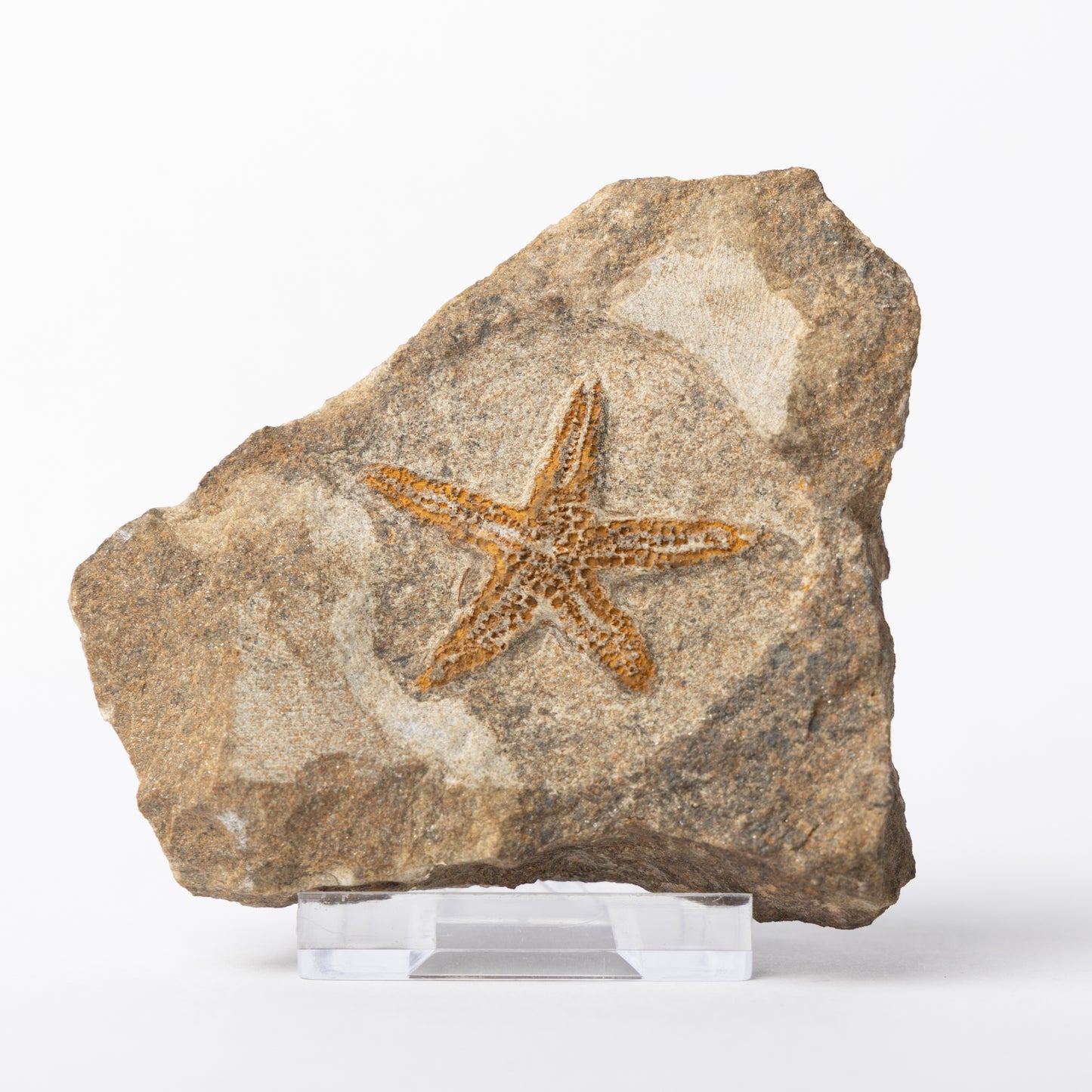 Asteroidea sp. Starfish
