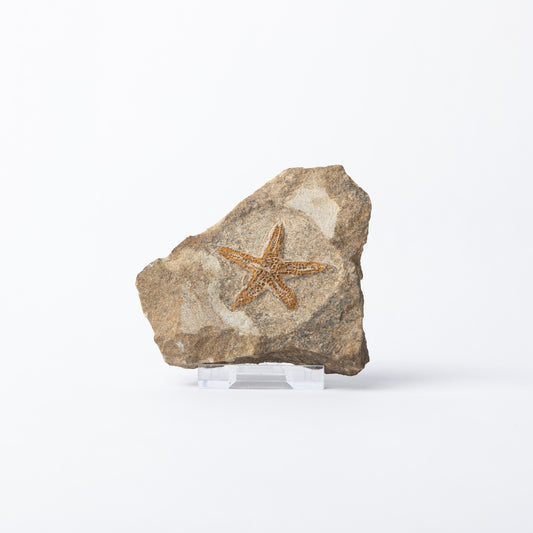 Asteroidea sp. Starfish