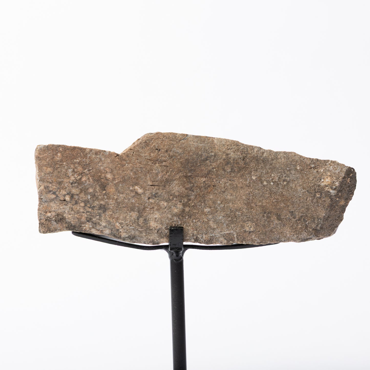 Hadrosaur Limb Bone on Stand (Partial)