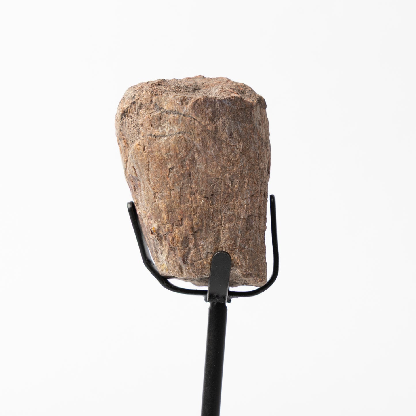 Allosaurus Vertebrae Process on Stand (Partial)