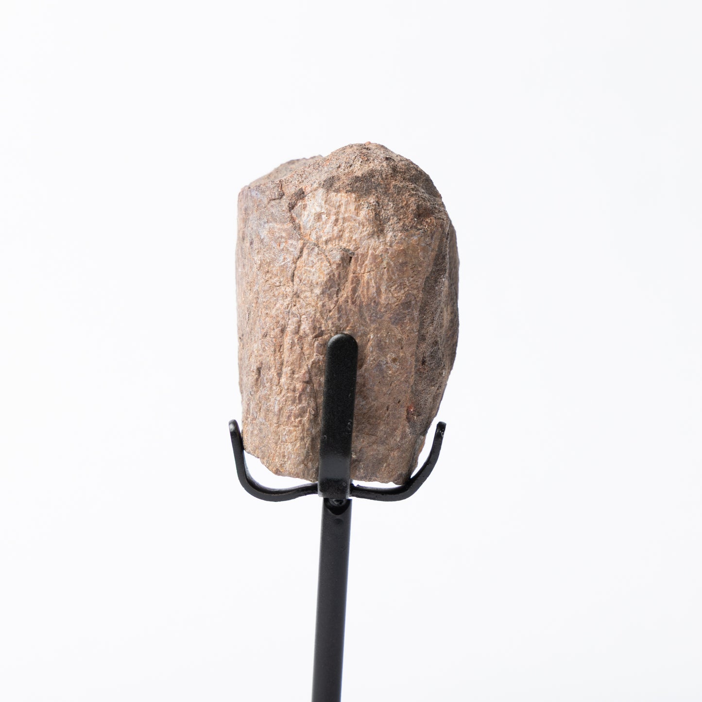 Allosaurus Vertebrae Process on Stand (Partial)