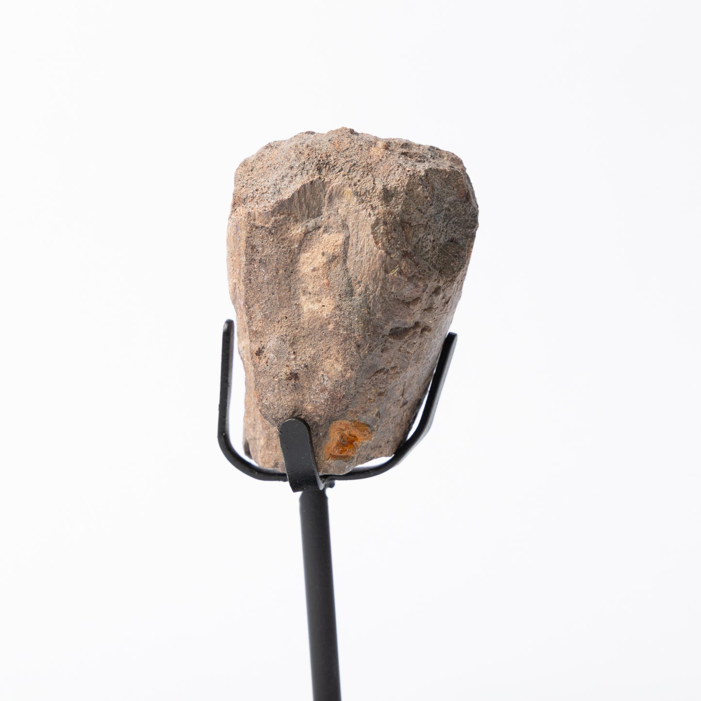 Allosaurus Vertebrae Process on Stand (Partial)