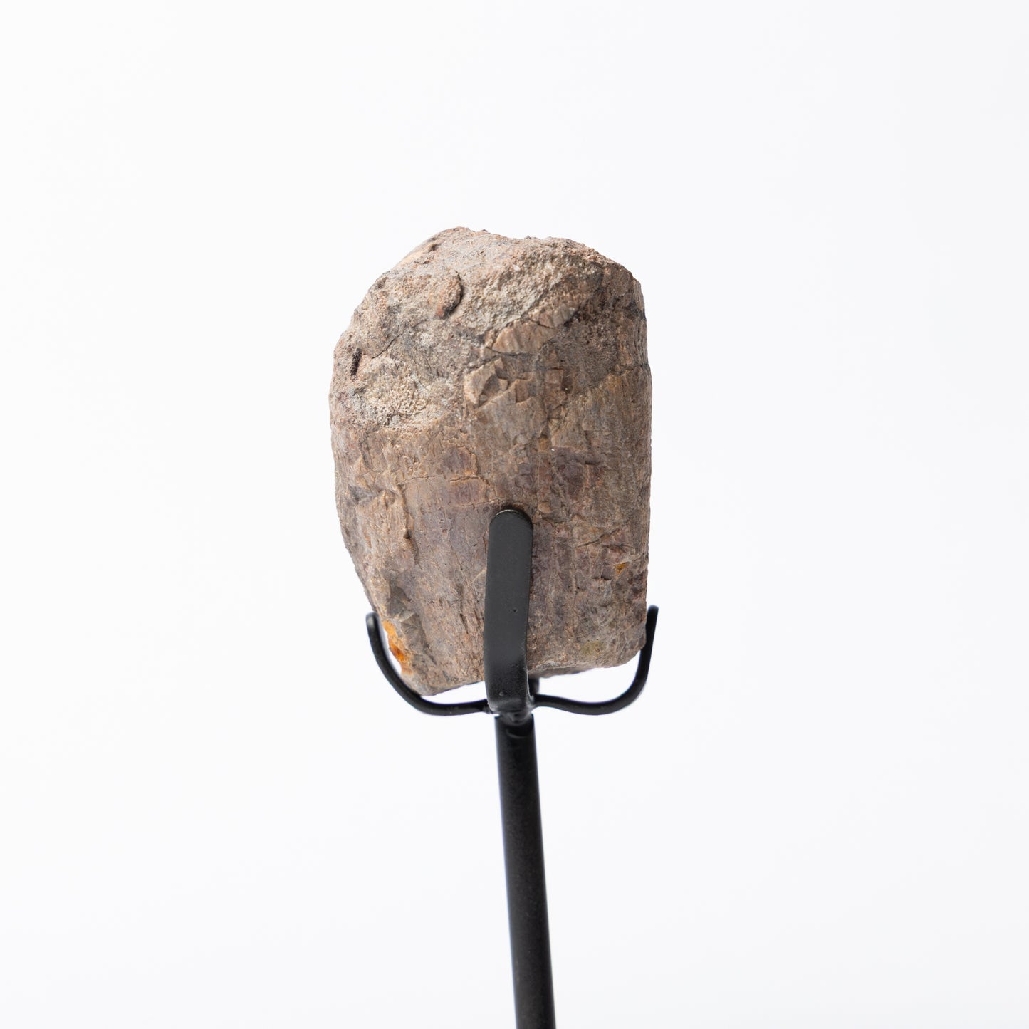 Allosaurus Vertebrae Process on Stand (Partial)