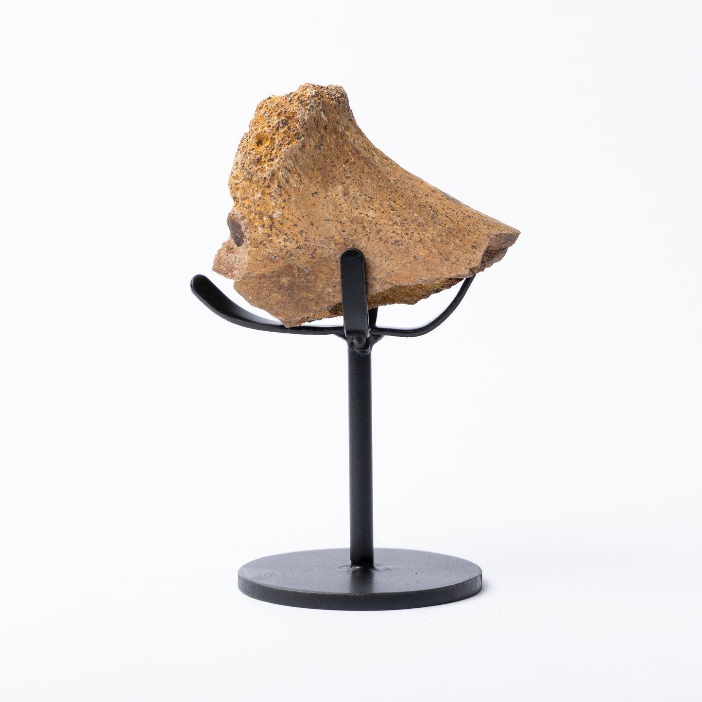 Edmontosaurus Rib Bone on Stand (Partial)