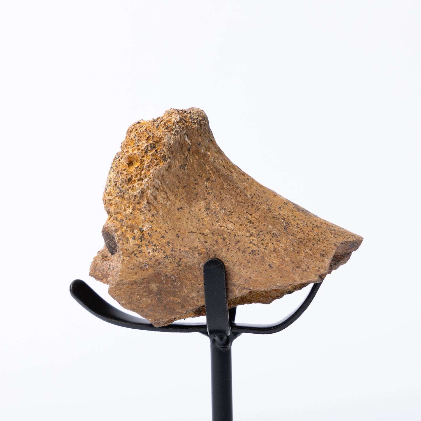 Edmontosaurus Rib Bone on Stand (Partial)