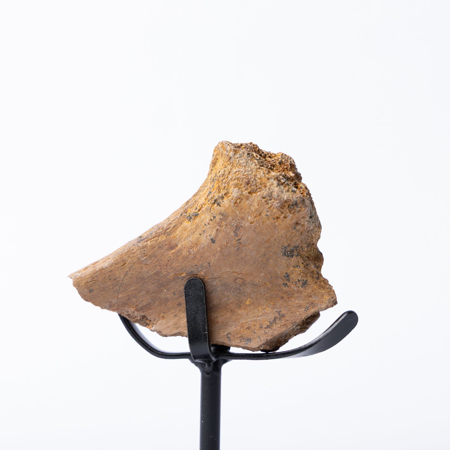Edmontosaurus Rib Bone on Stand (Partial)