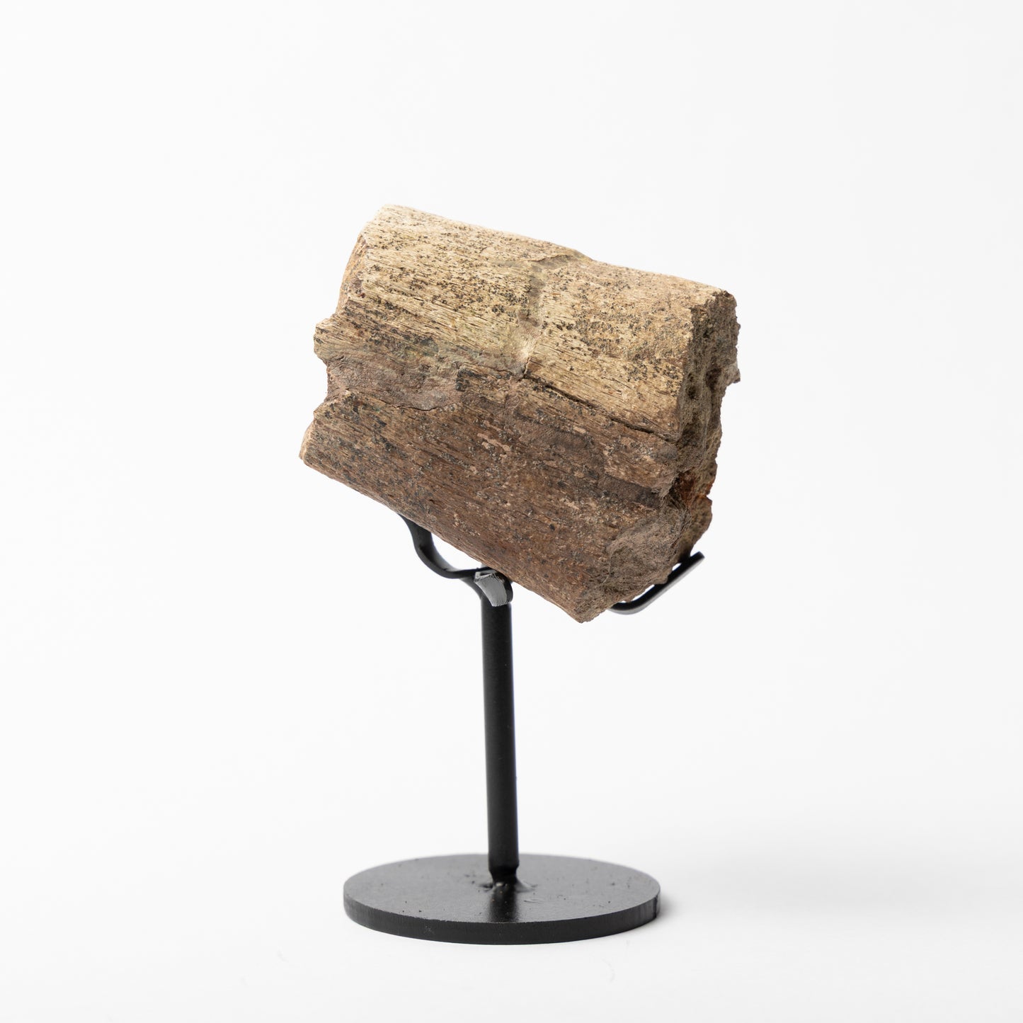 Triceratops Rib on Stand (Partial)