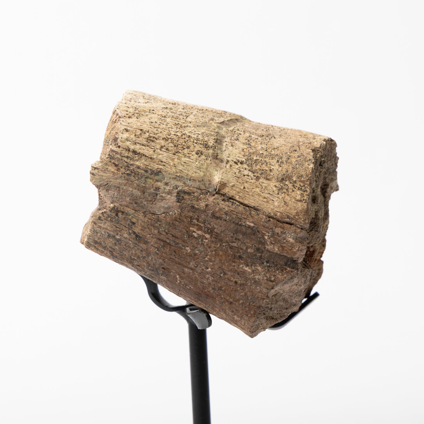 Triceratops Rib on Stand (Partial)